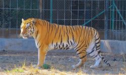 إدارة حديقة الحيوانات تعلن نفوق النمر السيبيري المصاب